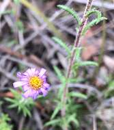 Image of fringed daisy-bush