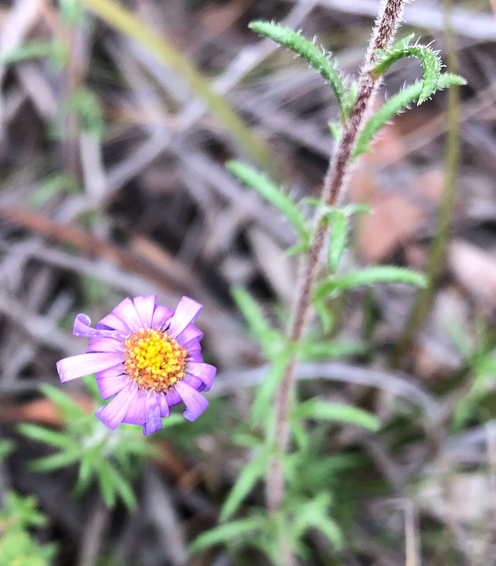 Image of fringed daisy-bush