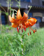 Image of Lilium leichtlinii var. maximowiczii (Regel) Baker