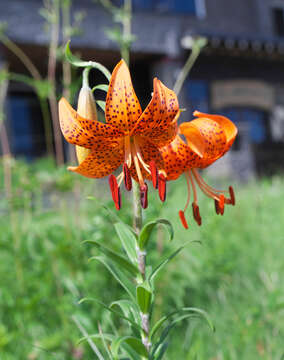 Image of Lilium leichtlinii var. maximowiczii (Regel) Baker