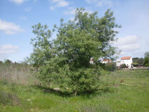 Image of Narrow-leafed Ash