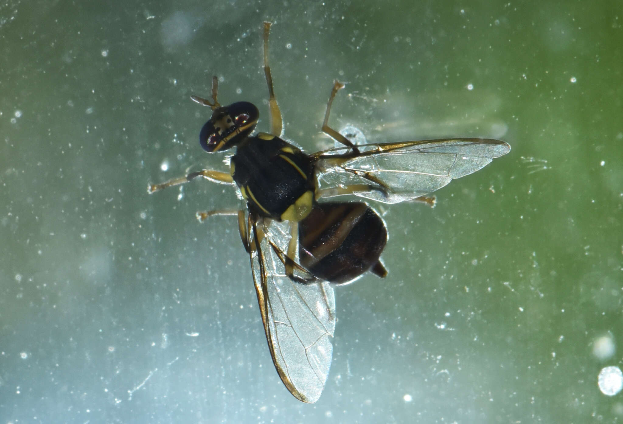 Image of Oriental fruit fly