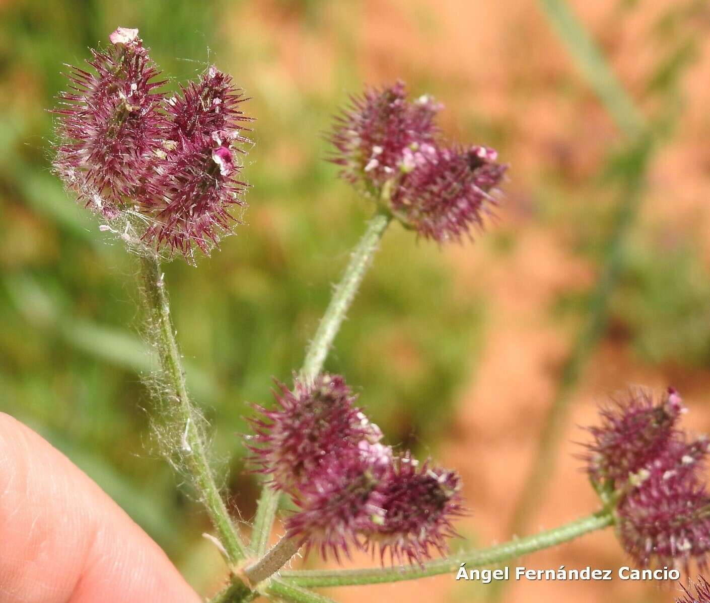 Image of false carrot