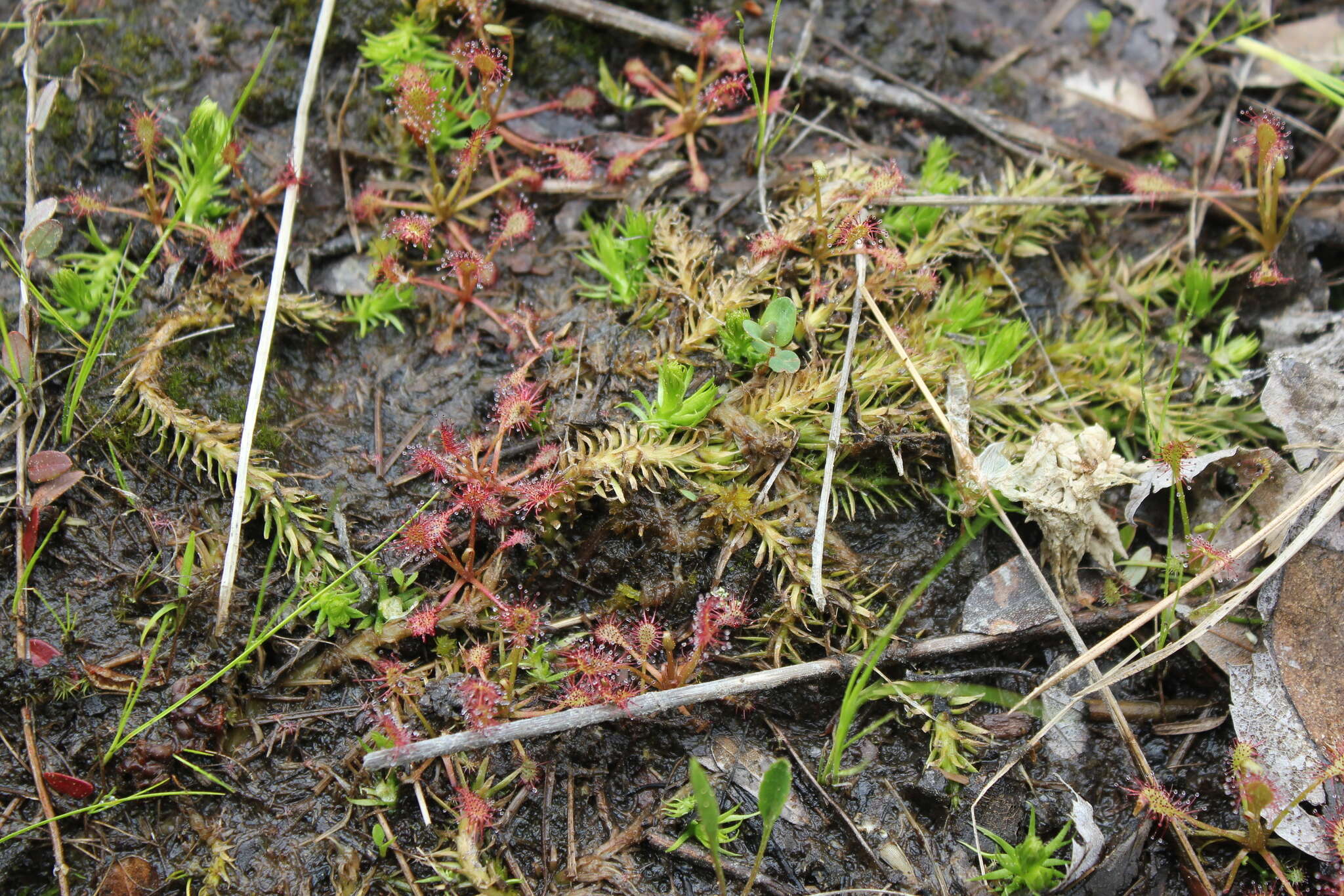 Image of southern bog clubmoss