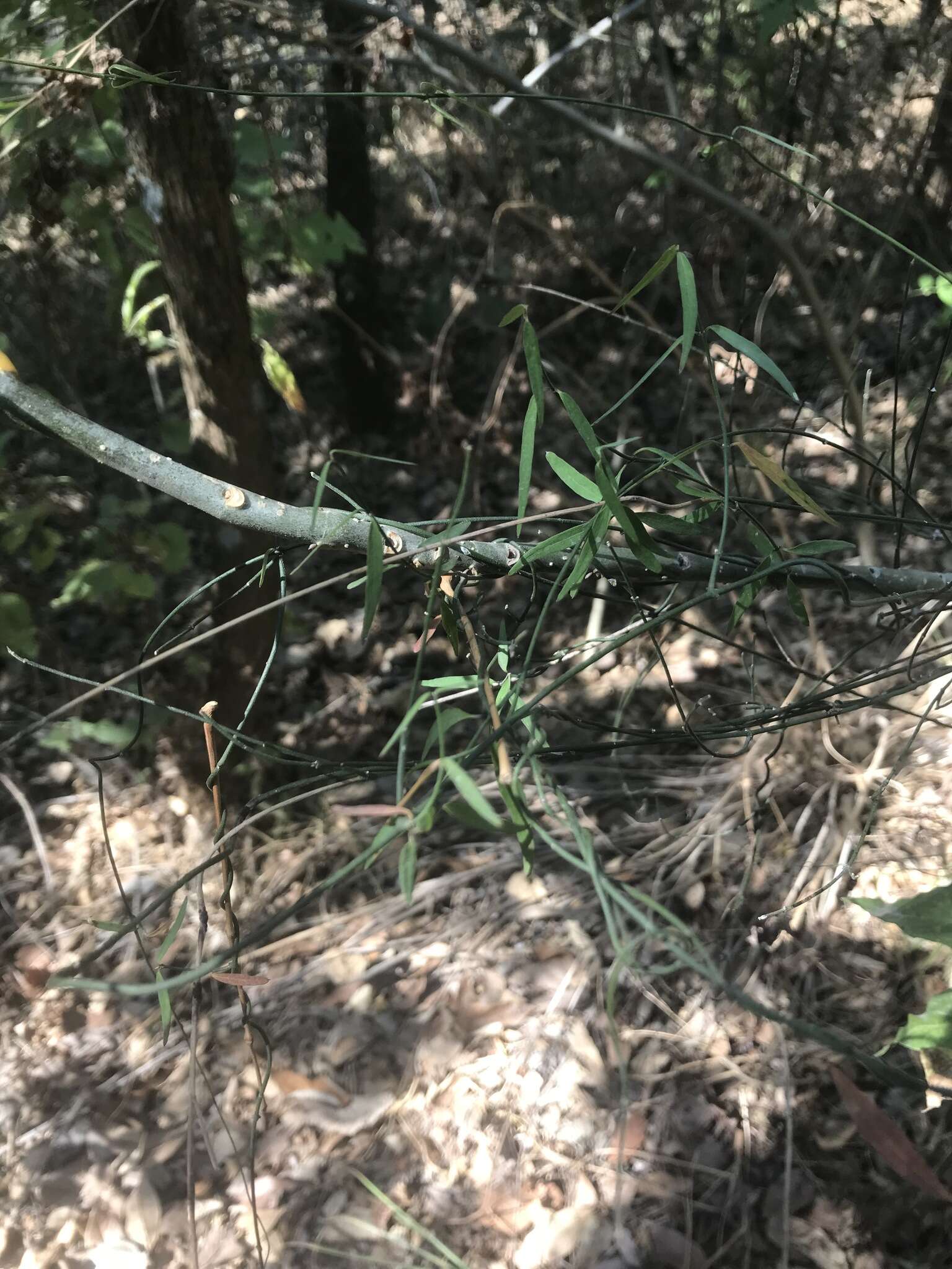 Image of Wiggins' swallow-wort