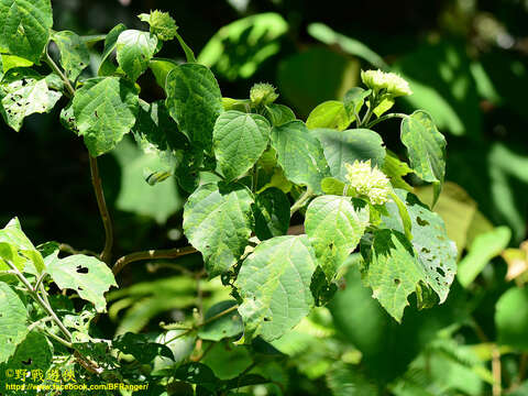 Imagem de Clerodendrum canescens Wall. ex Walp.