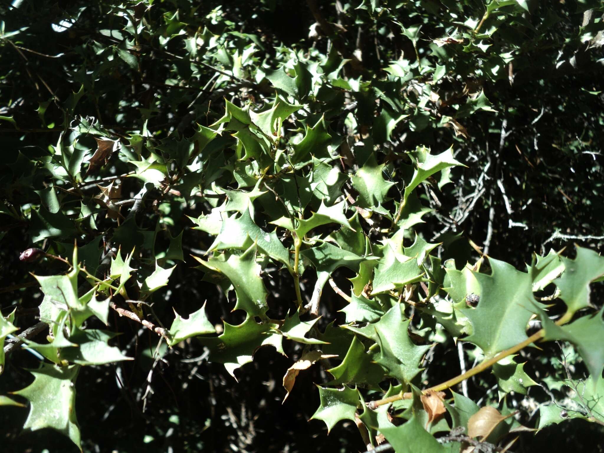 Griselinia jodinifolia (Griseb.) Taub.的圖片