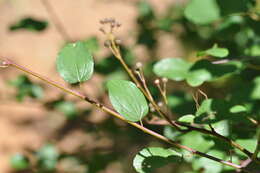 Image of Redstem Ceanothus