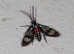 Image de Poecilosoma eone Hübner 1827