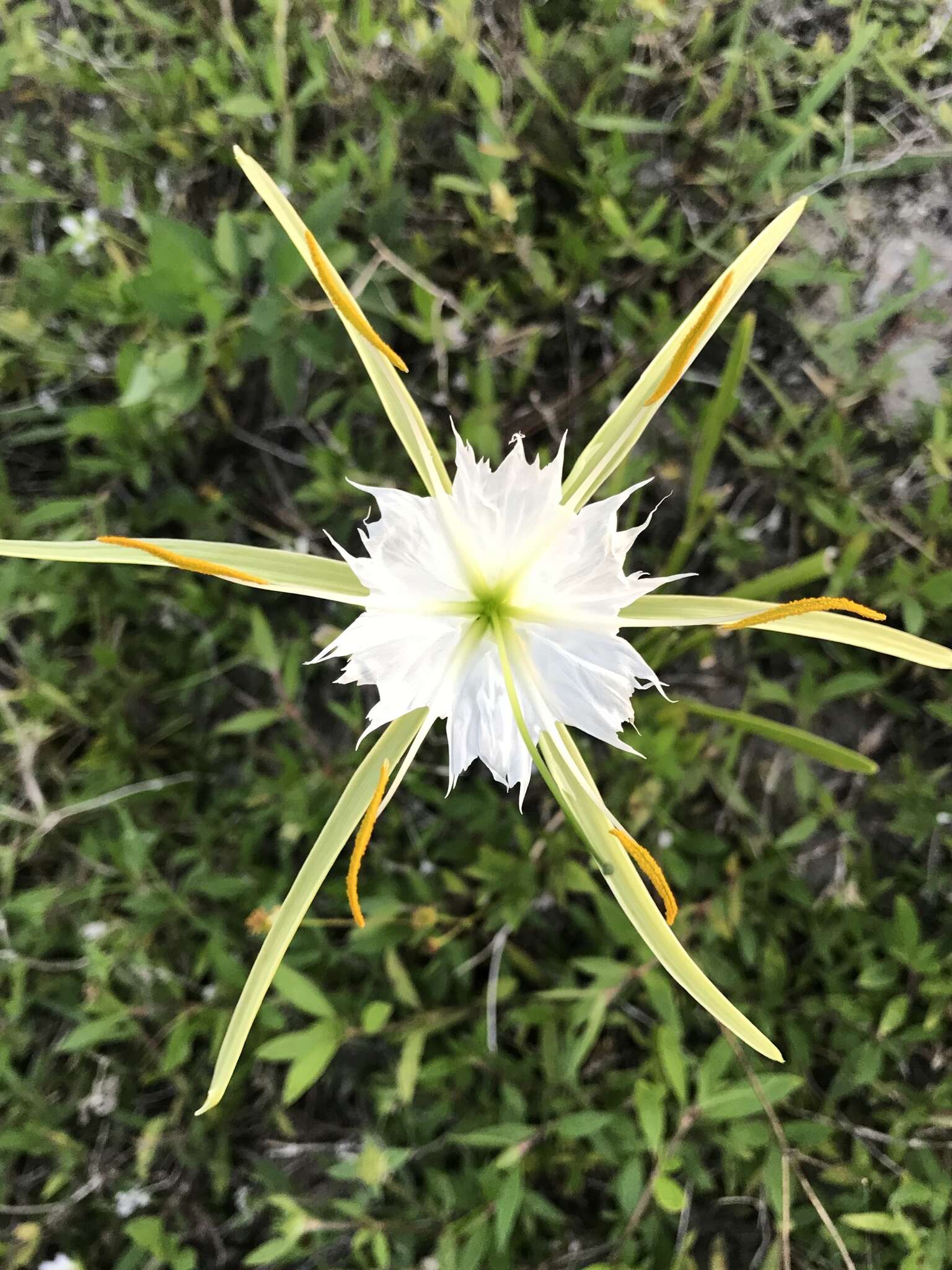 Image of alligatorlily