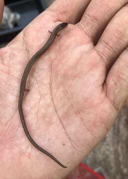 Image of Siamese Supple Skink