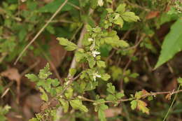 Image of Xanthosia pilosa Rudge