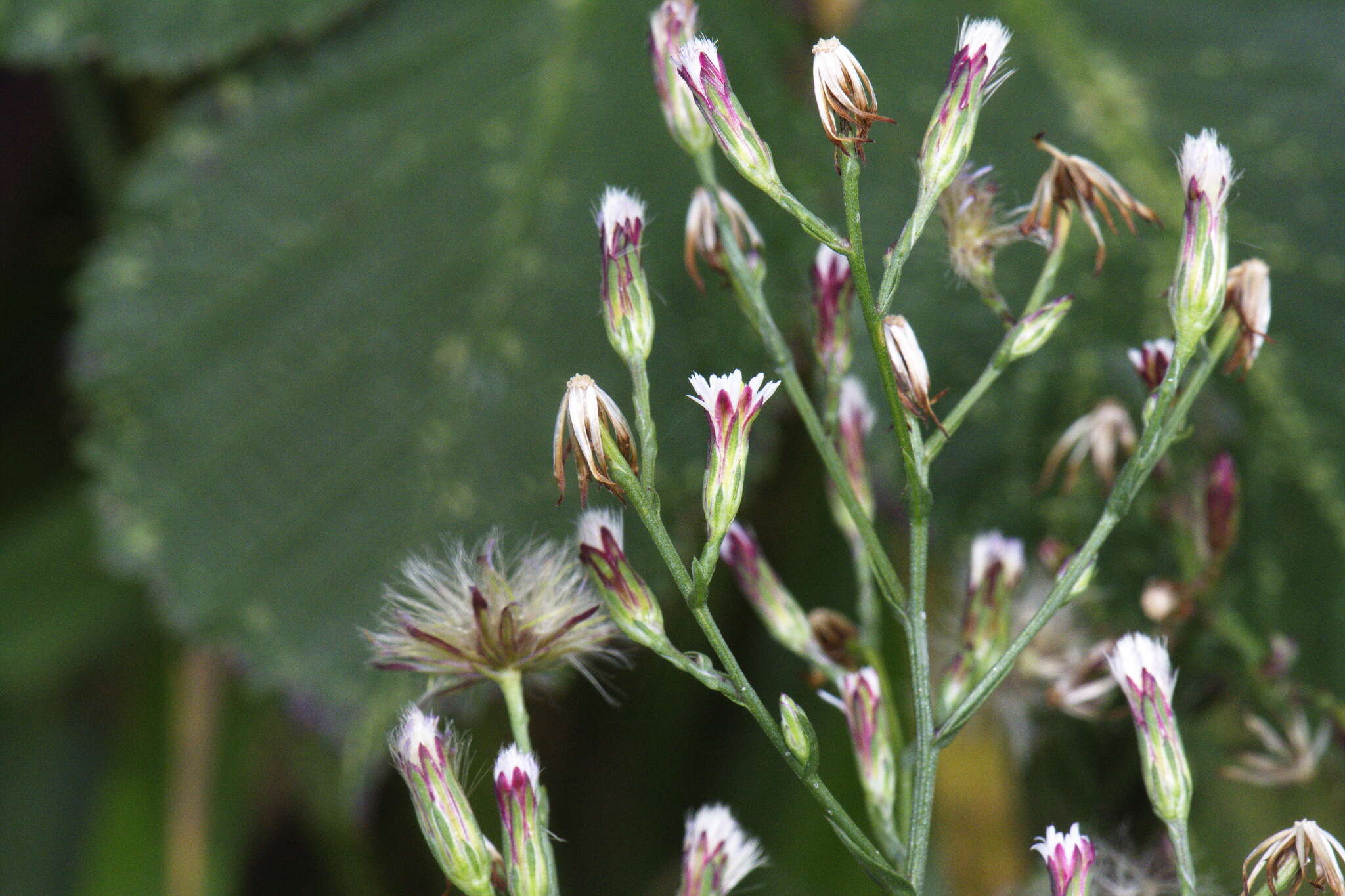 Image of Seaside American-Aster