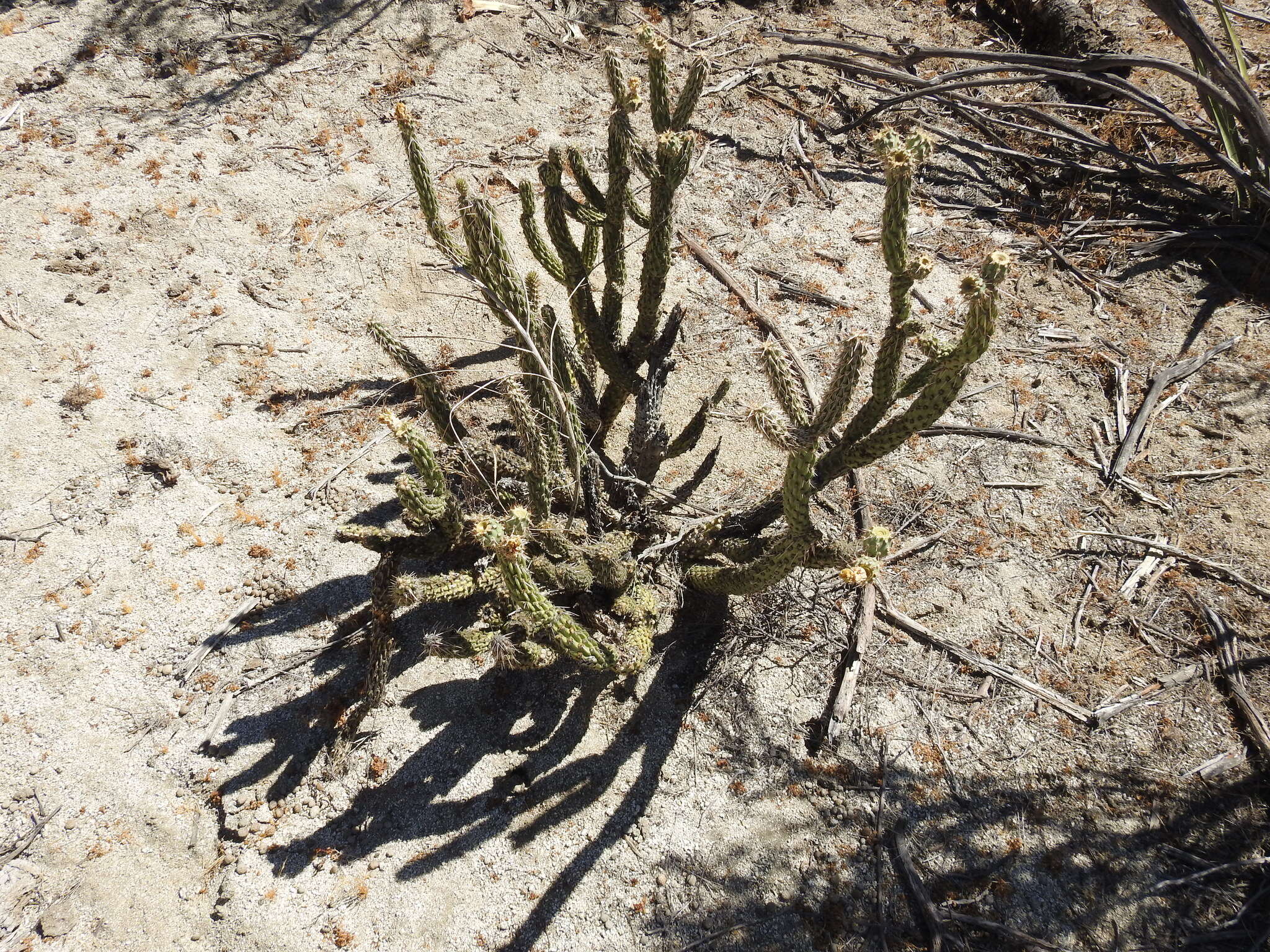 Image of California cholla