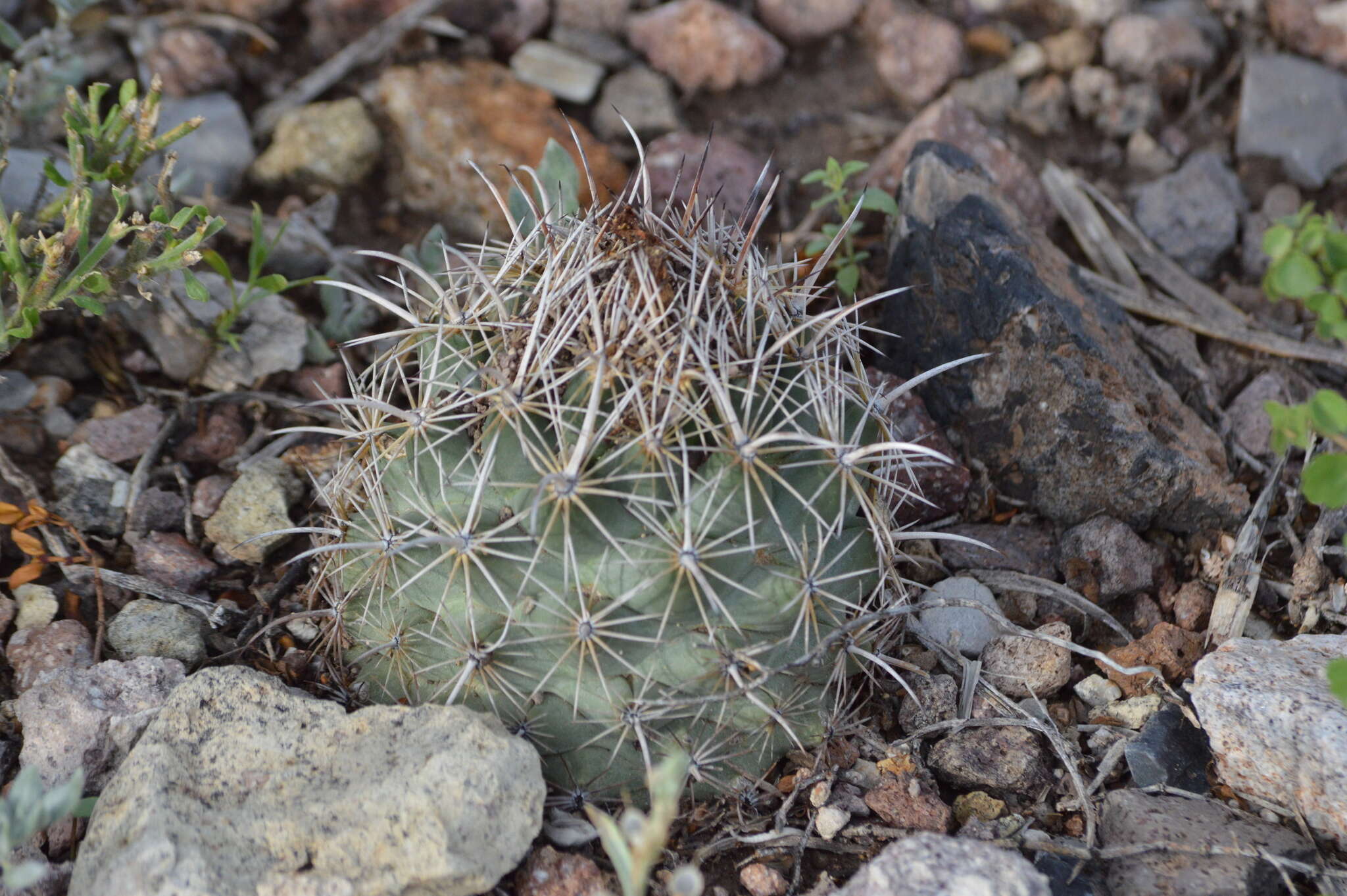 Image of rhinoceros cactus