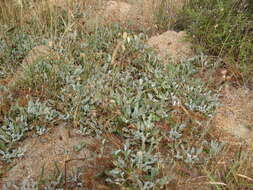 Imagem de Centella capensis (L.) Domin