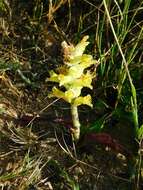 Image of Lachenalia orchioides (L.) Aiton