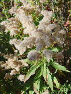 Image of shorthair goldenrod