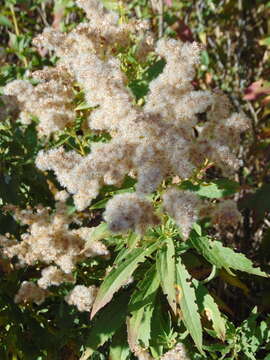 Imagem de Solidago altissima subsp. gilvocanescens (Rydb.) Semple