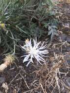 Image of diffuse knapweed