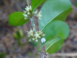 Image of Sideroxylon obtusifolium subsp. buxifolium (Roem. & Schult.) T. D. Penn.