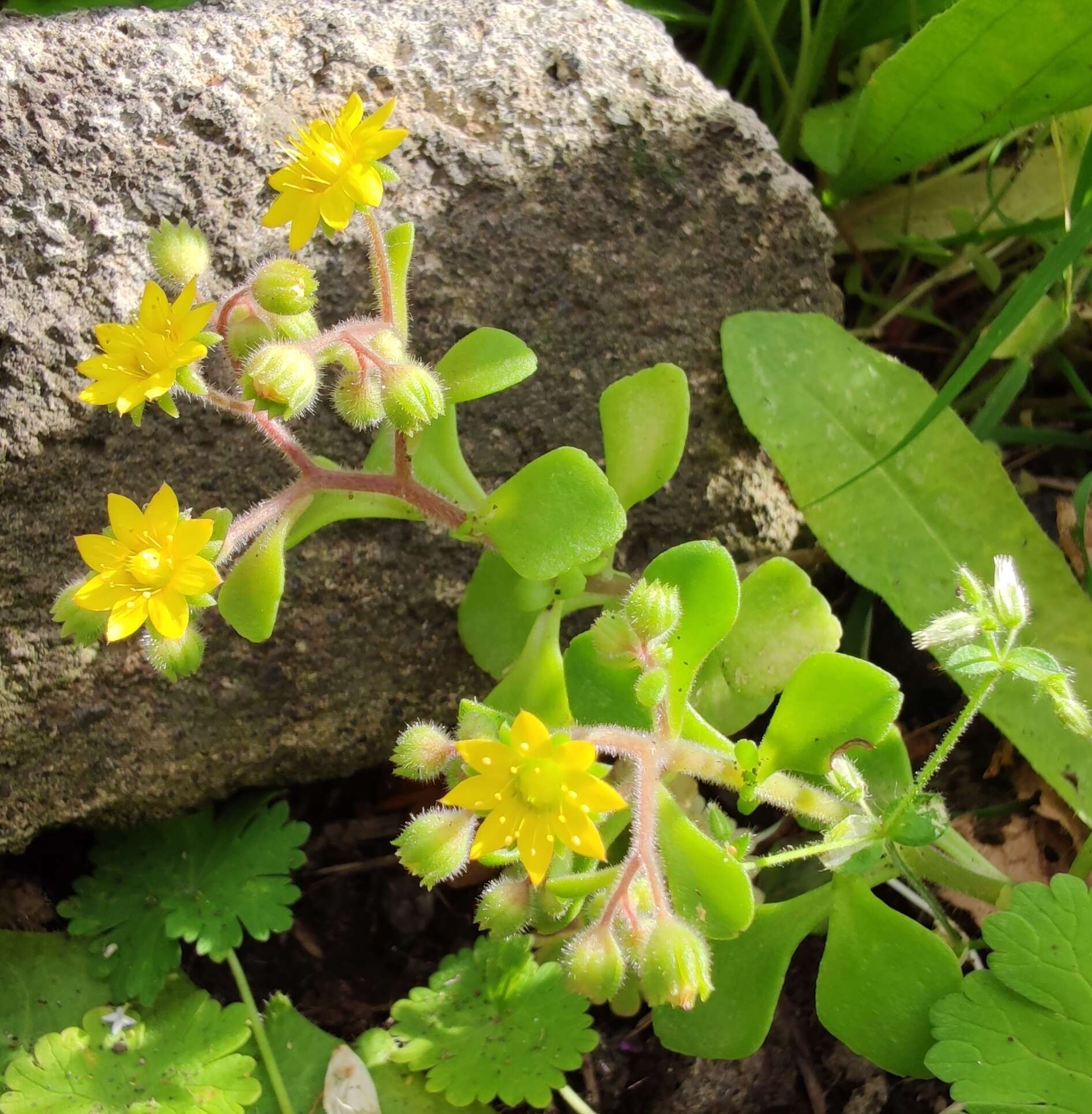 Image of Aichryson punctatum (Chr. Sm.) Webb & Berth.