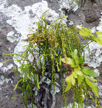 Image of whisk fern