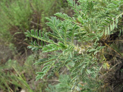 Image de Astragalus denudatus Stev.