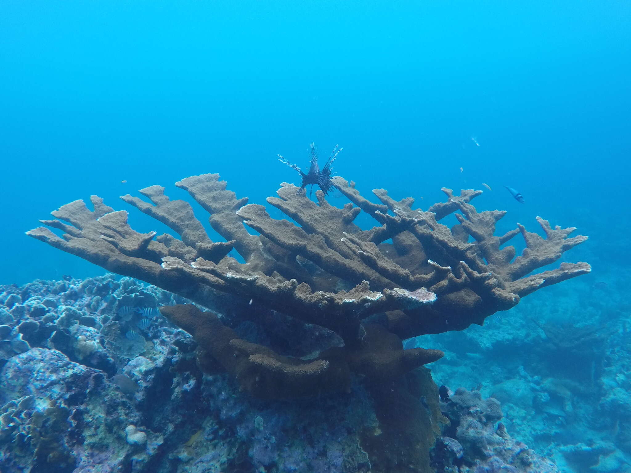 Image of Elkhorn Coral