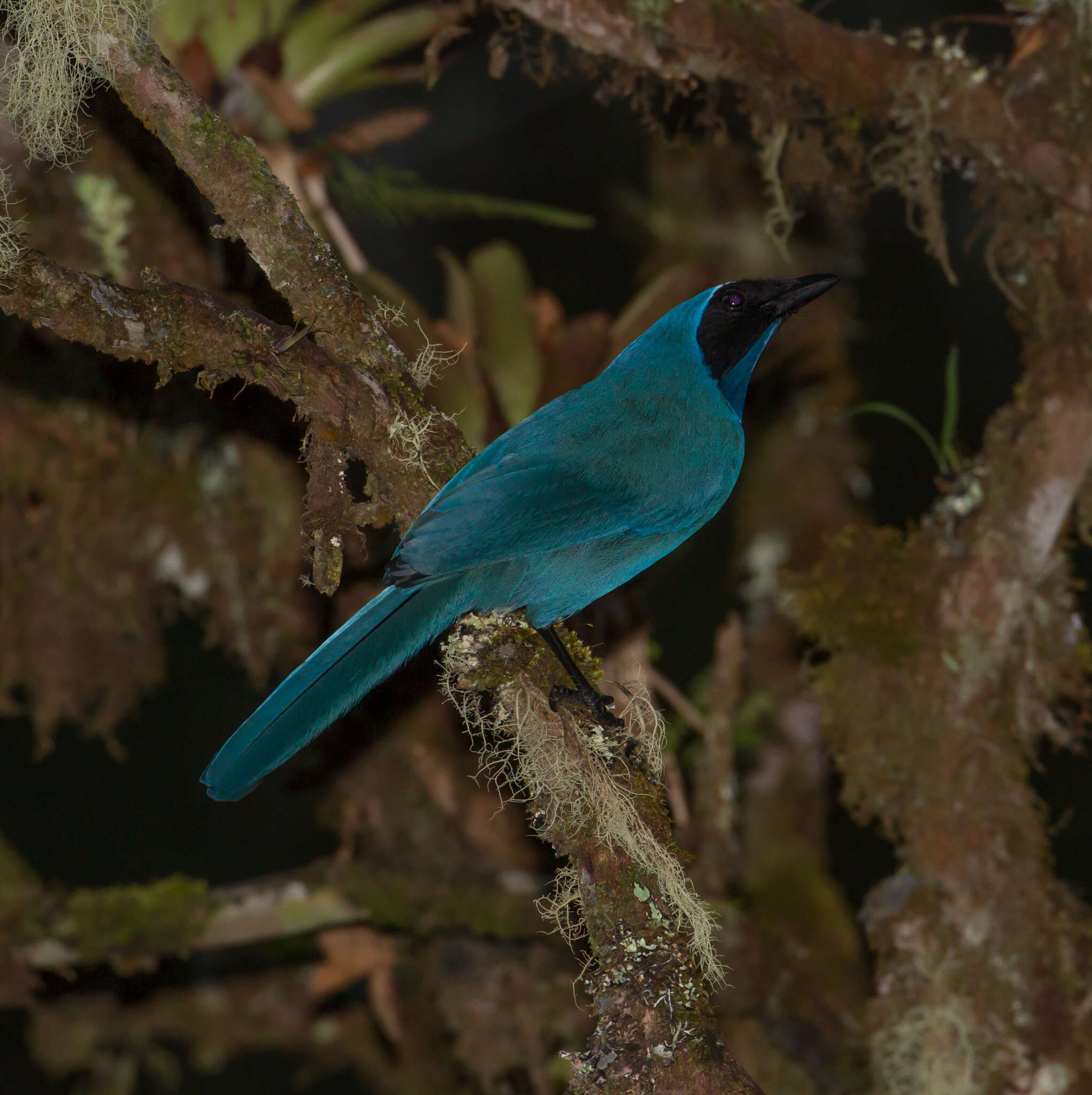 Image of White-collared Jay