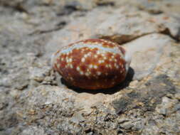 Image of Naria helvola (Linnaeus 1758)