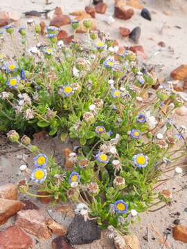 Image of blue daisy