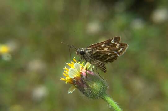 Image of Grey-veined Grass Dart