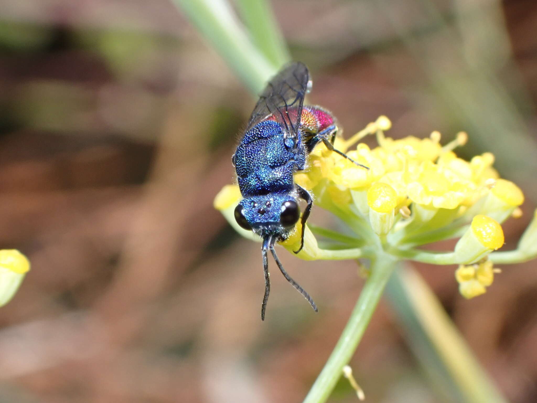 صورة <i>Chrysis magnidens</i>