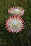 Imagem de Protea cynaroides (L.) L.