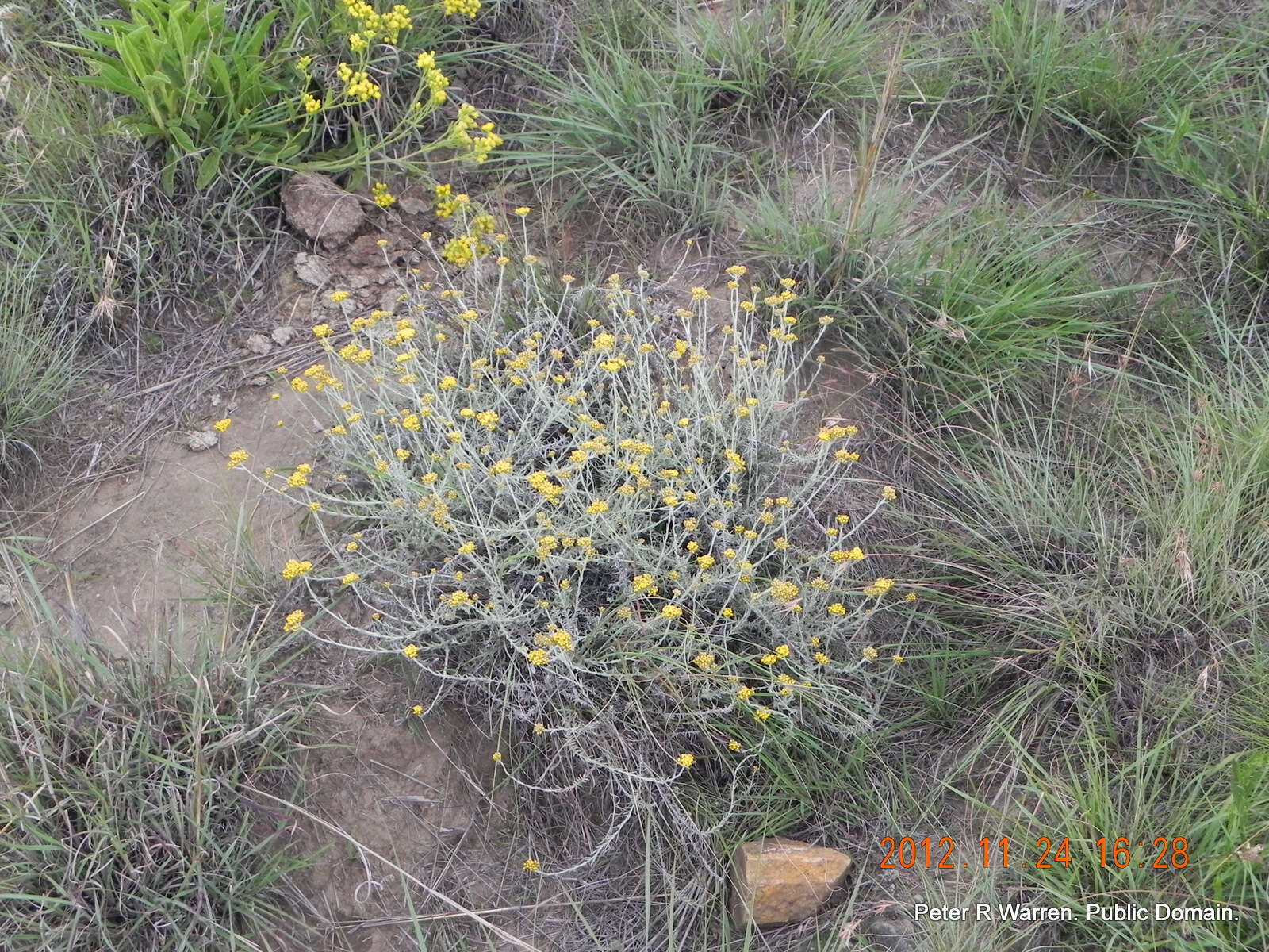 Image of Helichrysum cymosum subsp. calvum Hilliard
