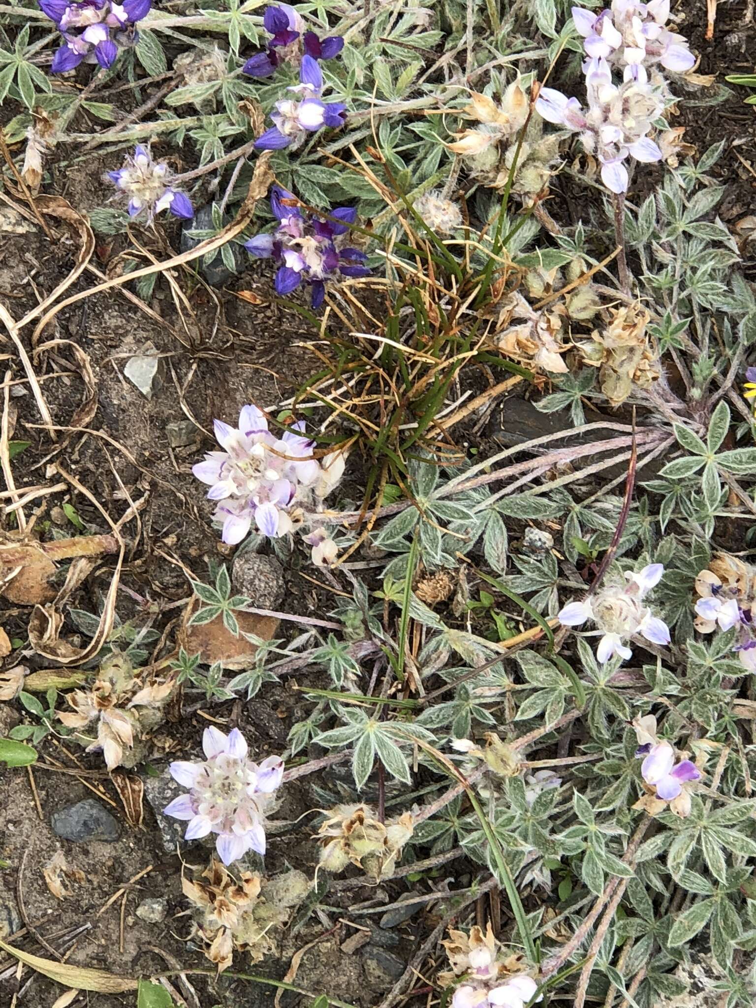 Image of Brewer's Lupine