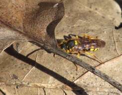 Image of Nomada luteoloides Robertson 1895