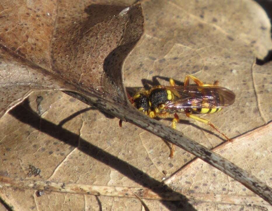 Image of Nomada luteoloides Robertson 1895