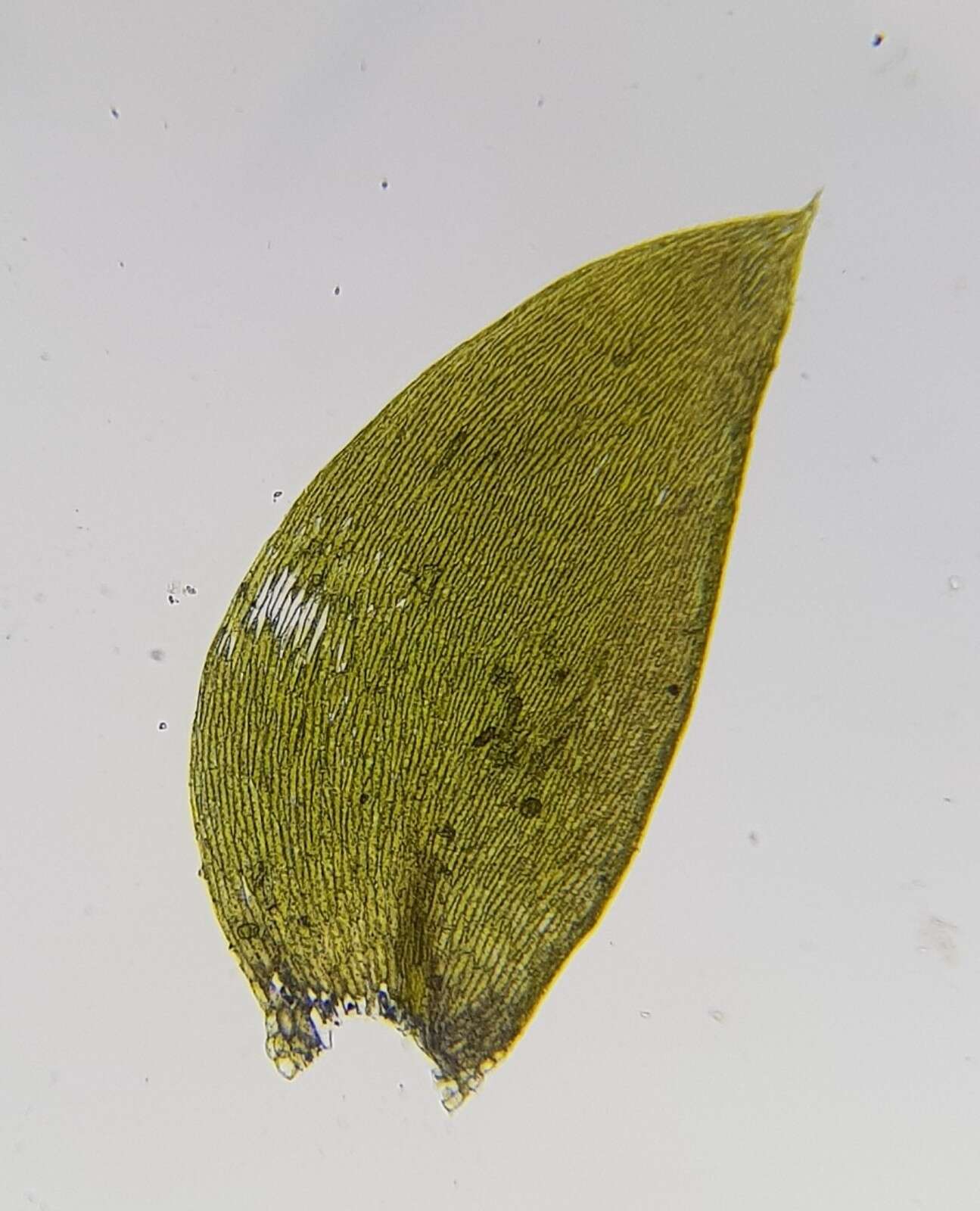 Sivun Plagiothecium denticulatum var. denticulatum kuva