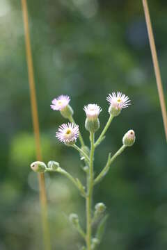 Plancia ëd Erigeron acris subsp. podolicus (Bess.) Nym.