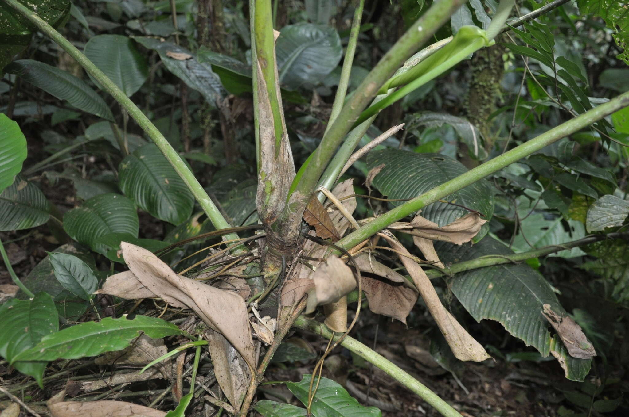 Anthurium caperatum Croat & R. A. Baker resmi