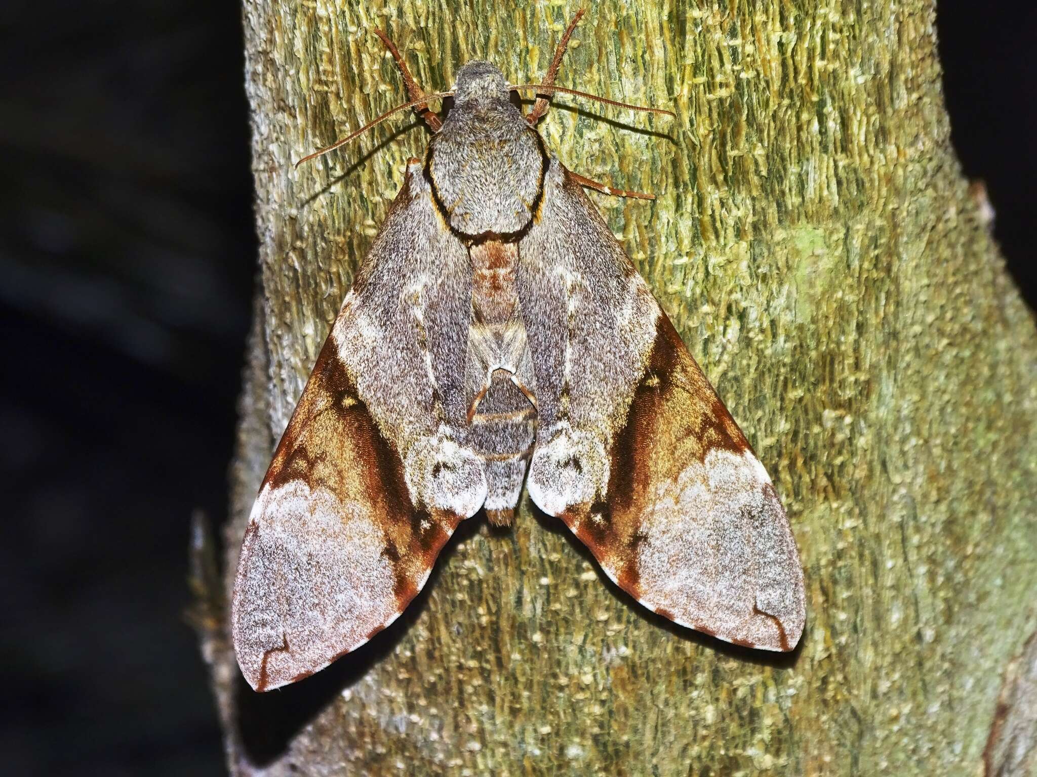 Image of Manduca lefeburii (Guérin-Méneville (1844))