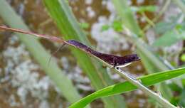 Image of Sagua de Tanamo  Anole