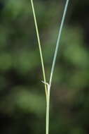 Image of Festuca alpestris Roem. & Schult.