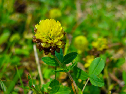 Image of brown clover