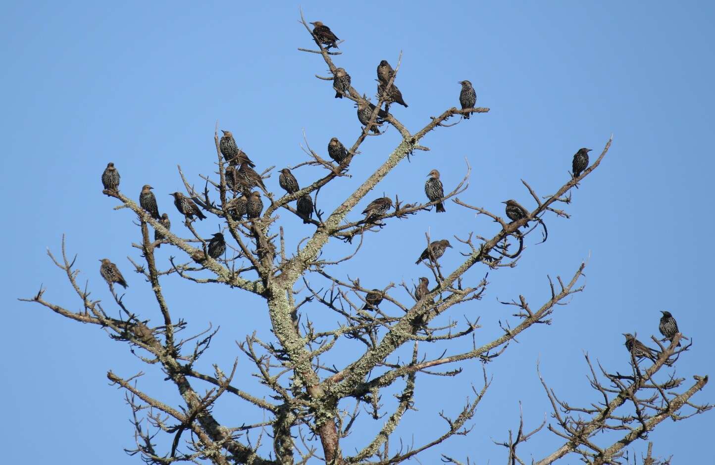 Sivun Sturnus vulgaris granti Hartert 1903 kuva