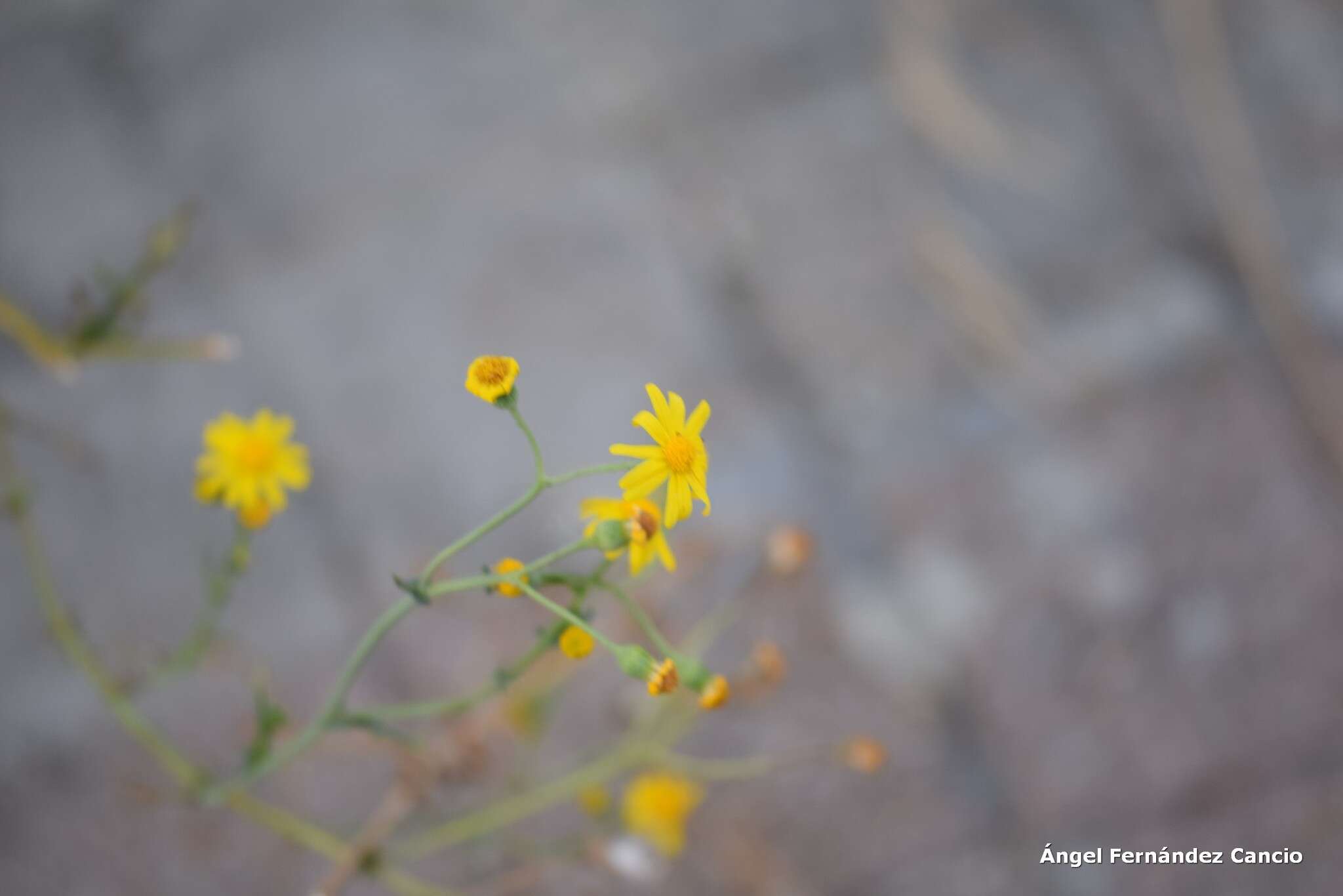 Image of French groundsel