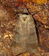 Image of Pale-banded Dart