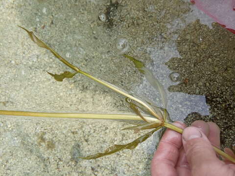 Image of Potamogeton angustifolius J. Presl